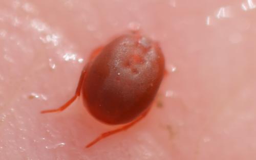 Hydrachna sp.